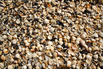 pebbles and shells background summer sea beach 