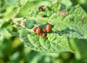 On potatoes - Colorado potato beetle larvae