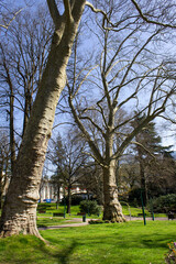 Big old trees into green spring Parc Floral des Thermes Aix les bains town Savoie region France 