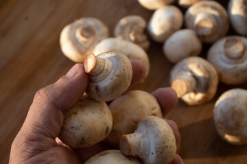 Fresh healthy brown mushrooms with very shallow depth of field. Mushrooms and champignons on the table. Mushrooms on the table top view. Mushrooms and champignons in your hand