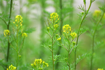 Descurainia sophia grows in nature