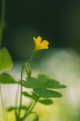 Small yellow flower with blurred background