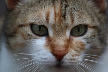 portrait of a cat