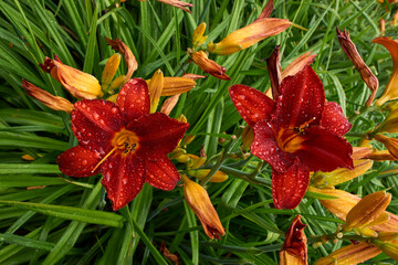 Nasse rot, gelbe Taglilie