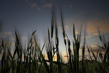 At sunset, the ripening wheat ears. Wheat field in back light.