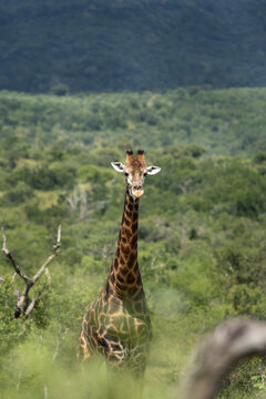 Giraffe in the Hluhluwe Imfolozi Game Reserve. The highest animal on the Earth. African safari. Giraffe in the African nature. 