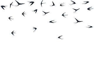 Flying swallow birds silhouettes vector illustration. Nomadic martlets swarm isolated on white.