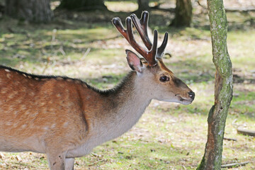 deer in the forest on the pasture