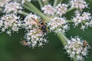 Wasp on a white wildflower on a blurred natural background close-up.