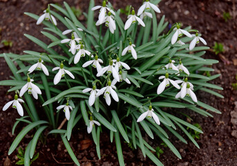 Snowdrops in the garden
