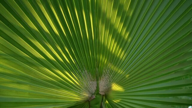 Big green palm leaf background with black shadow on surface