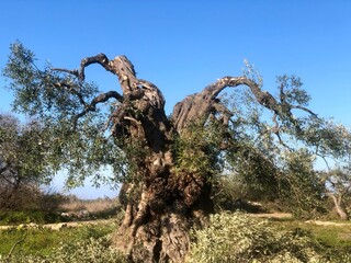 Fototapeta na wymiar Old olive trees in Puglia