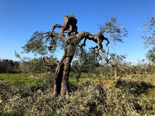 Old olive trees in Puglia