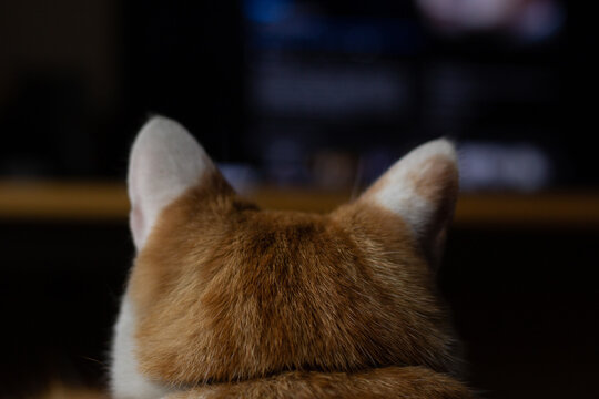 Closeup Of An Orange Cat Watching TV.