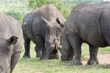 Obraz premium White rhinoceros in the Hluhluwe Imfolozi Park. Safari in South Africa. Rhino graze during day. Protected species in Africa