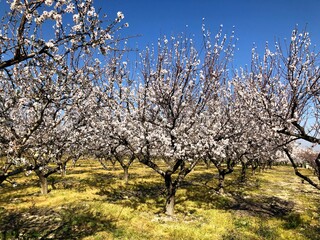 Almonds trees in full bloom in Puglia