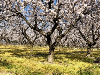 Almonds trees in full bloom in Puglia