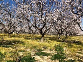 Almonds trees in full bloom in Puglia