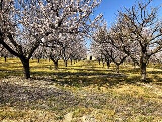 Almonds trees in full bloom in Puglia