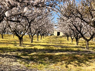Almonds trees in full bloom in Puglia