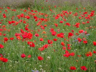 Red Poppies in Country Field