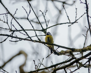 a great tit sat amongst high winter branches