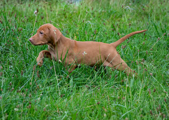 puppy in the grass