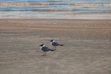 black headed gull