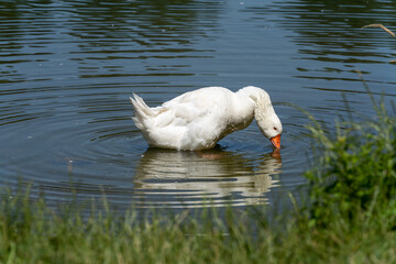 Goose in the pond drinking.