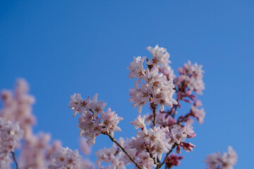 Cherry plum blossoms in the spring