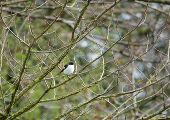a blackcap warbler sits high amongst the branches whilst singing to attract a mate