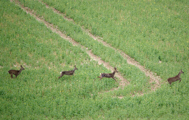a small herd of wild Roe Deer on Salisbury Plain, North Wessex Downs AONB