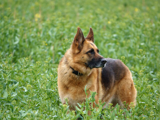 alsation, german shepherd bitch with lovely colours and coat stood in a field of young rape crop