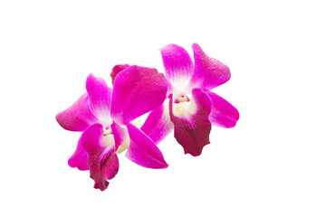 Purple orchids flower with water drops isolated on white background.