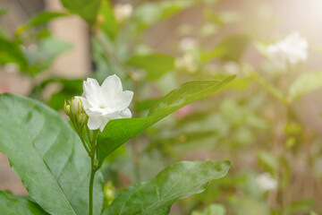 Blooming white jasmine flower in a garden with morning sunlight. Selective focus.