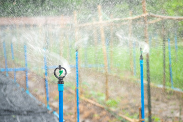 Sprinkler head in agricultural plants. Irrigation system.