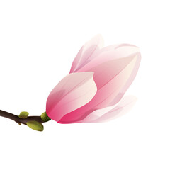 Rozkwitająca magnolia - pąk. Ręcznie rysowany kwiat w kolorze bladego różu z gałązką na białym tle.	 - obrazy, fototapety, plakaty