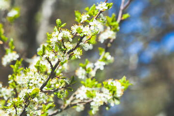 Cherry blossom, white flowers on branches