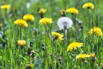 One fluffy white blooming dandelion flower among the yellow ones