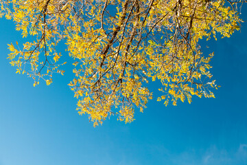 Bright yellow leaves under blue sky, natural photo