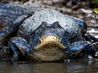 Closeup of caiman in Amazon Bolivia