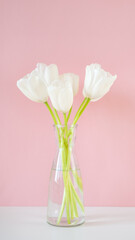 White tulips in glass vases on pink background. Simple home decor idea with bud vases. On trend floral arrangements. Template for Easter, springtime, women's day, mother's day. Vertical photo
