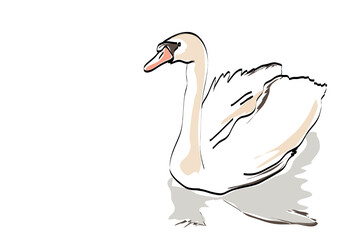 white swan on a white background