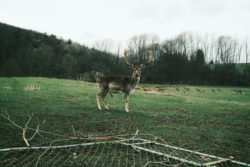 Hirsch Wildtier im Gehege