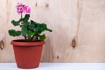 Beautiful geraniums in pots.