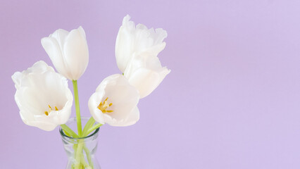 White tulips in vase on violet background. Simple home decor idea with bud vases. On trend floral arrangements. Template for Easter, springtime, women's day, mother's day.