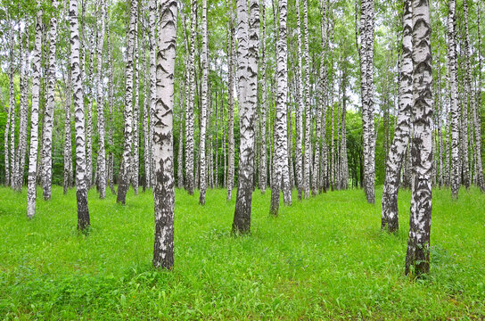 White black birch trees in the forest in summer, green grass