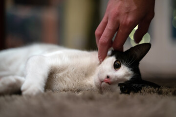 Gato joven encima de una alfombra descansando en el hogar mientras su dueño le da caricias.