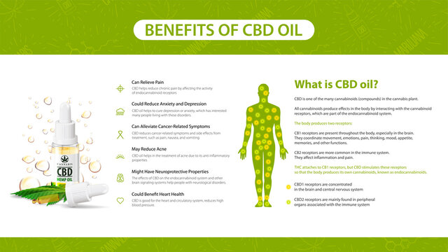 Information Poster Of CBD Oil Benefits. What Is CBD Oil, White Poster In Minimalism Style With Infographics, Endocannabinoid Receptors In The Human Body And Cannabidiol Benefits List