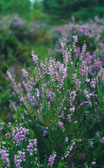 Close-up of fresh lavender flowers in the garden